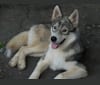Legacy, a Siberian Husky tested with EmbarkVet.com