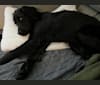 Ember, a Labrador Retriever and Chihuahua mix tested with EmbarkVet.com