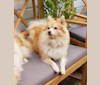 Nayomi, a Pomeranian and Siberian Husky mix tested with EmbarkVet.com