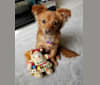 Alanna, a Chihuahua and Australian Cattle Dog mix tested with EmbarkVet.com