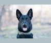 Grimm, a Dutch Shepherd and German Shepherd Dog mix tested with EmbarkVet.com