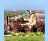Marley, a German Shepherd Dog and Chihuahua mix tested with EmbarkVet.com