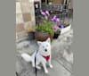 Pearl, a Japanese or Korean Village Dog and Jindo mix tested with EmbarkVet.com