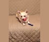 Photo of Dusty, a Chihuahua, Shih Tzu, Rat Terrier, Poodle (Small), and Mixed mix in Texas, USA