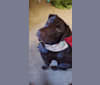 Photo of Zephyr, a Labrador Retriever  in 234 Hinman Rd, Cortland, NY 13045, USA