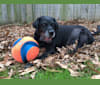 Lucy, a Labrador Retriever tested with EmbarkVet.com