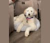 Bayley, a Poodle (Standard) tested with EmbarkVet.com
