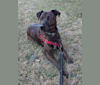 Riley, a Catahoula Leopard Dog and Whippet mix tested with EmbarkVet.com