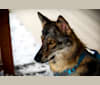 Riley, a German Shepherd Dog and Siberian Husky mix tested with EmbarkVet.com