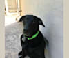 Toby, a Labrador Retriever and German Shepherd Dog mix tested with EmbarkVet.com