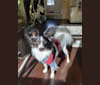 Butters, a Papillon tested with EmbarkVet.com