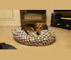 Bailey, a Beagle and Labrador Retriever mix tested with EmbarkVet.com