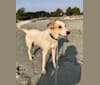 George, an Arabian Village Dog tested with EmbarkVet.com