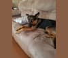 Kira, a German Shepherd Dog and Rottweiler mix tested with EmbarkVet.com