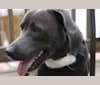 Levi, an American Bully and Labrador Retriever mix tested with EmbarkVet.com