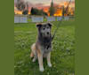 Jupiter, a Siberian Husky and German Shepherd Dog mix tested with EmbarkVet.com