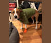 Emmie Mae, a Treeing Walker Coonhound and Labrador Retriever mix tested with EmbarkVet.com