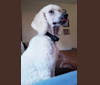 Casper, a Poodle (Standard) tested with EmbarkVet.com