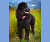 Symplee A New Hope, a Poodle (Standard) tested with EmbarkVet.com