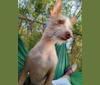 Tino, a Chinese Crested and Chihuahua mix tested with EmbarkVet.com