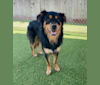 Roux, an Australian Cattle Dog and Chihuahua mix tested with EmbarkVet.com