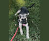 Max, a German Shepherd Dog and Australian Shepherd mix tested with EmbarkVet.com