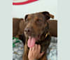 Bear, an American Pit Bull Terrier and Labrador Retriever mix tested with EmbarkVet.com