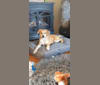 Donna, an Eastern European Village Dog tested with EmbarkVet.com