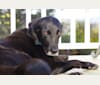 Bailey, a Rottweiler and Golden Retriever mix tested with EmbarkVet.com