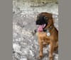 Koda, an American Pit Bull Terrier and Pomeranian mix tested with EmbarkVet.com