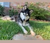 Aloka, a Siberian Husky and German Shepherd Dog mix tested with EmbarkVet.com