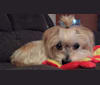 Lucy, a Yorkshire Terrier and Pomeranian mix tested with EmbarkVet.com