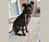 Karma Louise, an American Pit Bull Terrier and Rottweiler mix tested with EmbarkVet.com