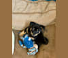 Juniper Bean Tate Kim, a Japanese or Korean Village Dog tested with EmbarkVet.com