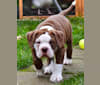 Maverick, an Alapaha Blue Blood Bulldog tested with EmbarkVet.com