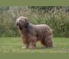 Photo of Soukey, a Briard  in Dordrecht, Nederland