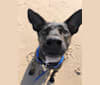 Ollie, a Rat Terrier and Labrador Retriever mix tested with EmbarkVet.com