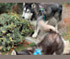 Chase, an Alaskan Malamute and German Shepherd Dog mix tested with EmbarkVet.com