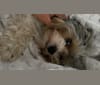 Phoenix Hernandez, a Biewer Terrier tested with EmbarkVet.com