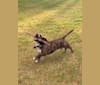 Photo of Frog, an American Pit Bull Terrier, Border Collie, and Mixed mix in North Battleford, Saskatchewan, Canada