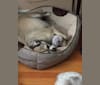 Gracie, a Pug and Chihuahua mix tested with EmbarkVet.com