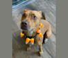 Reggie, an American Pit Bull Terrier and Australian Shepherd mix tested with EmbarkVet.com