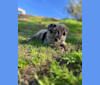 Stubby, a German Shepherd Dog tested with EmbarkVet.com