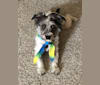 Enzo, a Miniature Schnauzer and Rat Terrier mix tested with EmbarkVet.com