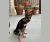 Millie, an Australian Cattle Dog and Siberian Husky mix tested with EmbarkVet.com