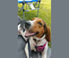 Penny, a Treeing Walker Coonhound tested with EmbarkVet.com