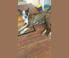 Luna, a Boxer and Australian Cattle Dog mix tested with EmbarkVet.com