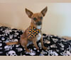 Riley, a Chihuahua and Yorkshire Terrier mix tested with EmbarkVet.com