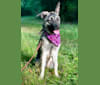 Irys, an Akita and German Shepherd Dog mix tested with EmbarkVet.com