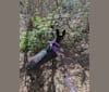 Rogue, a Formosan Mountain Dog tested with EmbarkVet.com